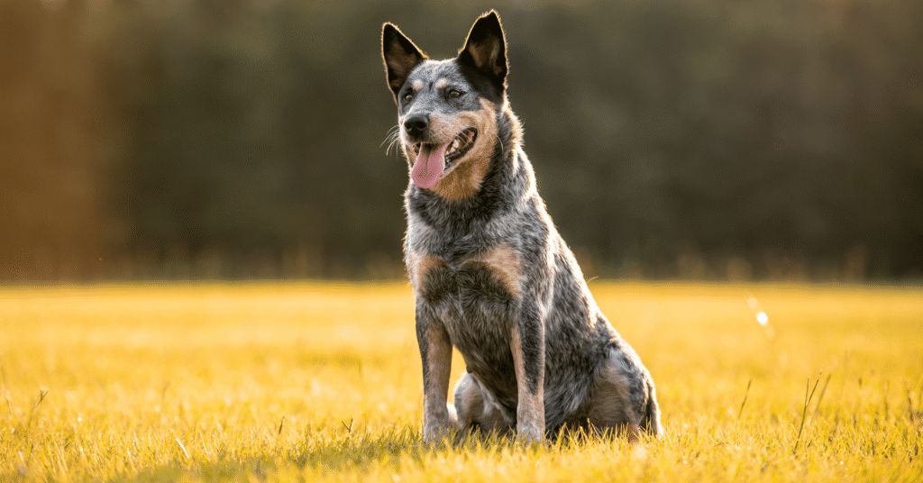 Australian Cattle Dog