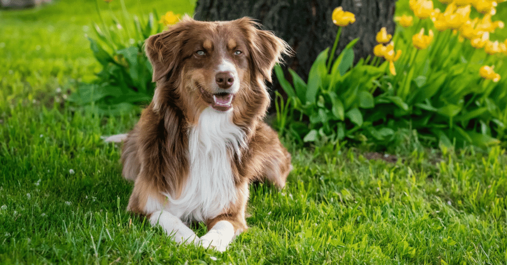 Australian Shepherd dog