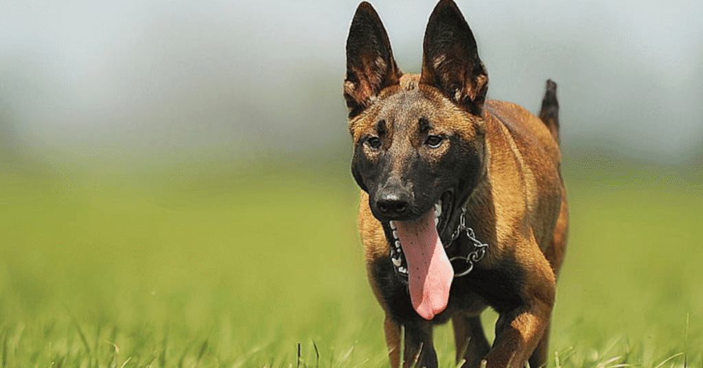 Belgian Malinois dog