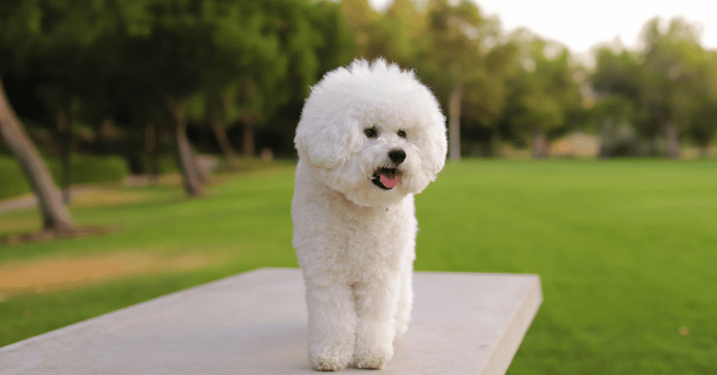 Bichon Frise, Most Friendly Dog Breeds
