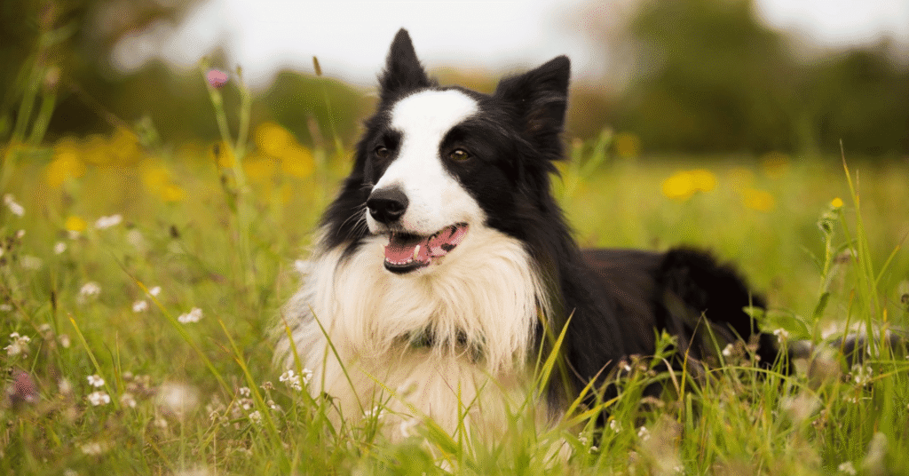 border collie dog