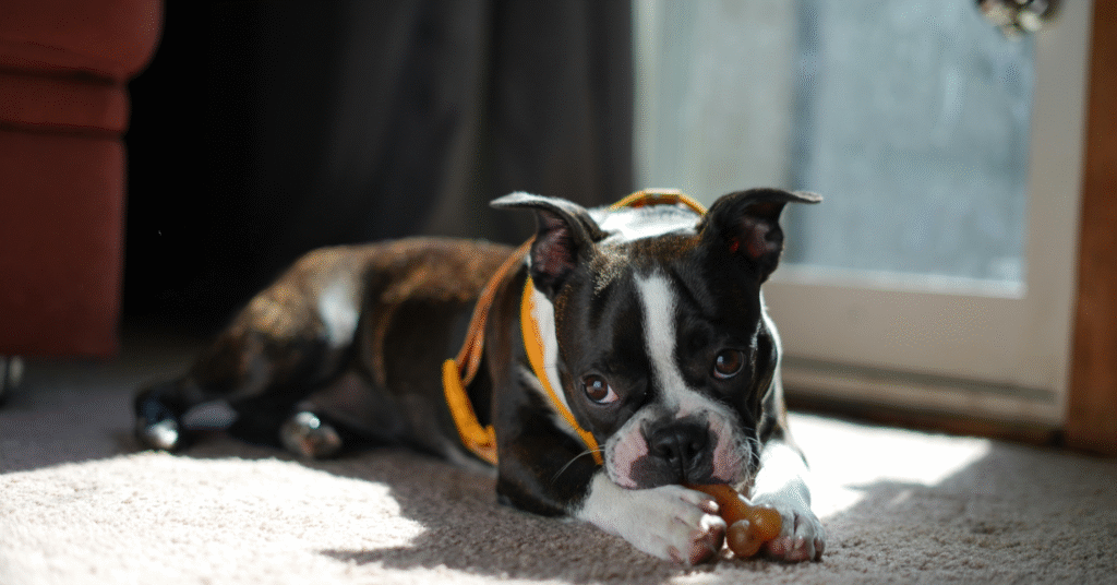 Boston Terrier, Most Friendly Dog Breeds