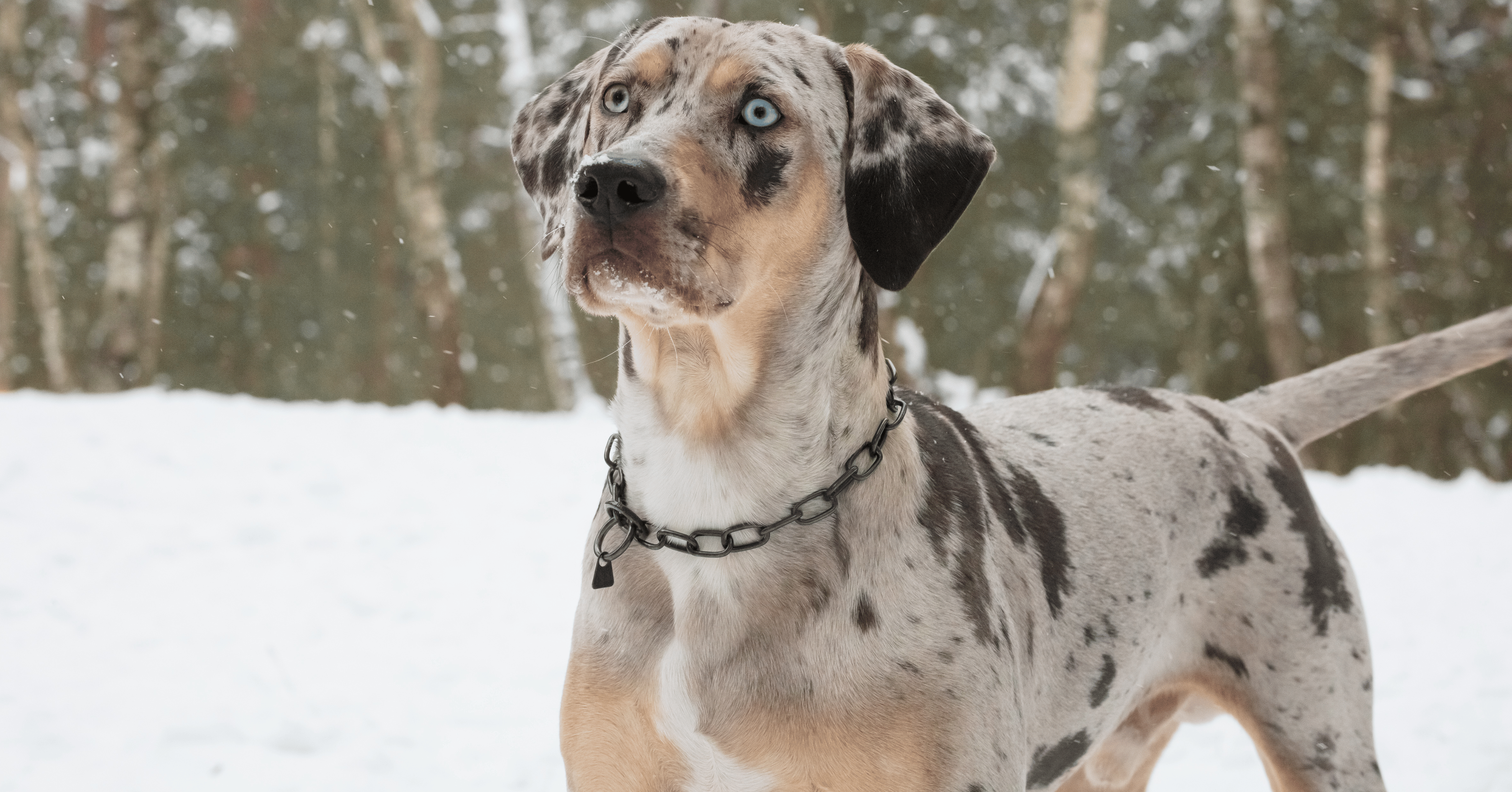 Catahoula Leopard Dog