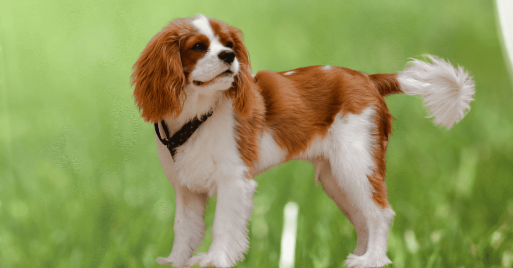 Cavalier King Dog Breeds for First-Time Owners