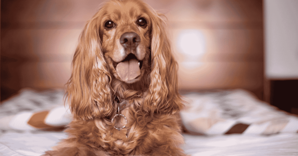 Cocker Spaniel, Most Friendly Dog Breeds