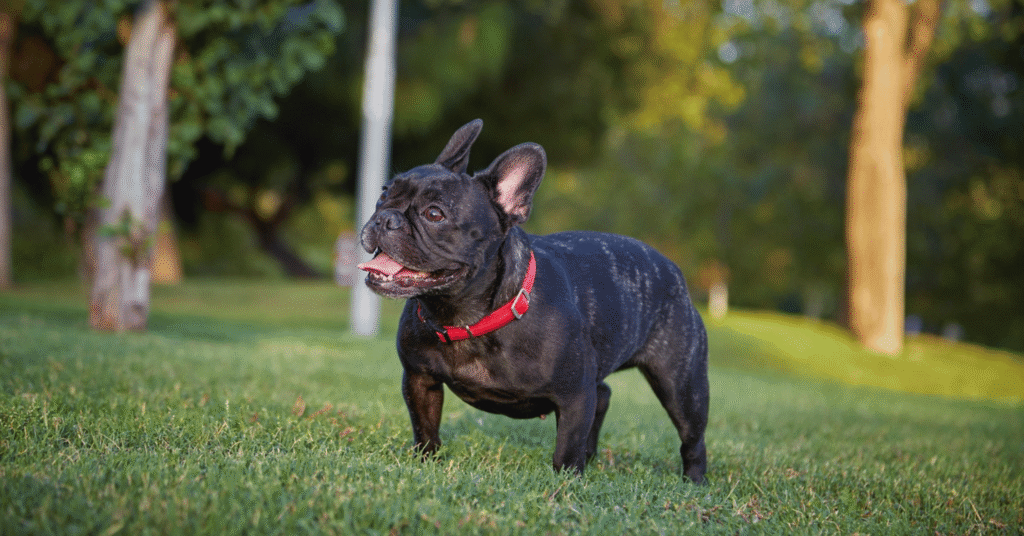 French Bulldog