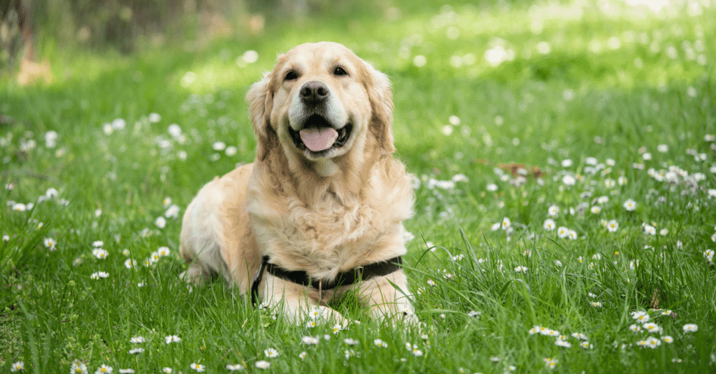 Golden Retriever, Most Friendly Dog Breeds