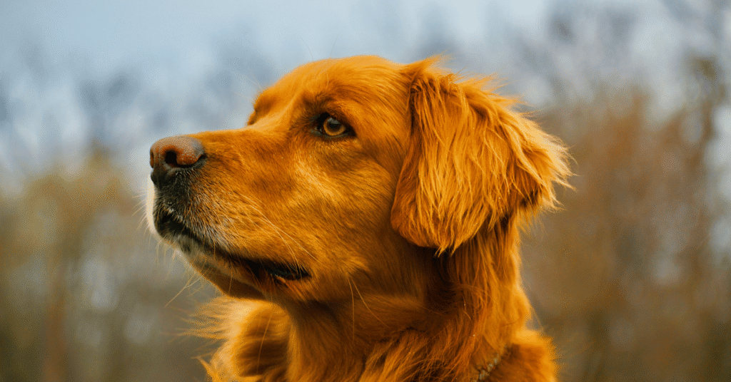 Golden Retriever Dog Breeds for First-Time Owners