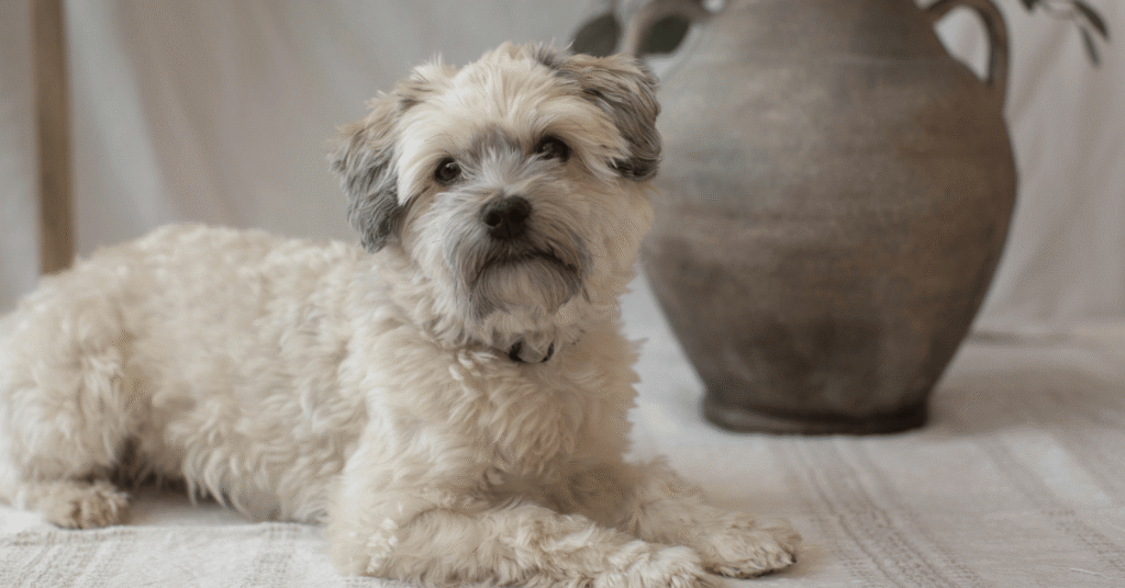 Havanese, Most Friendly Dog Breeds