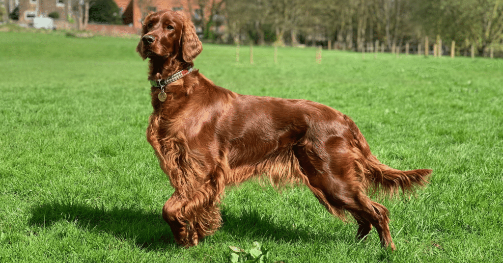 Irish Setter, Most Friendly Dog Breeds