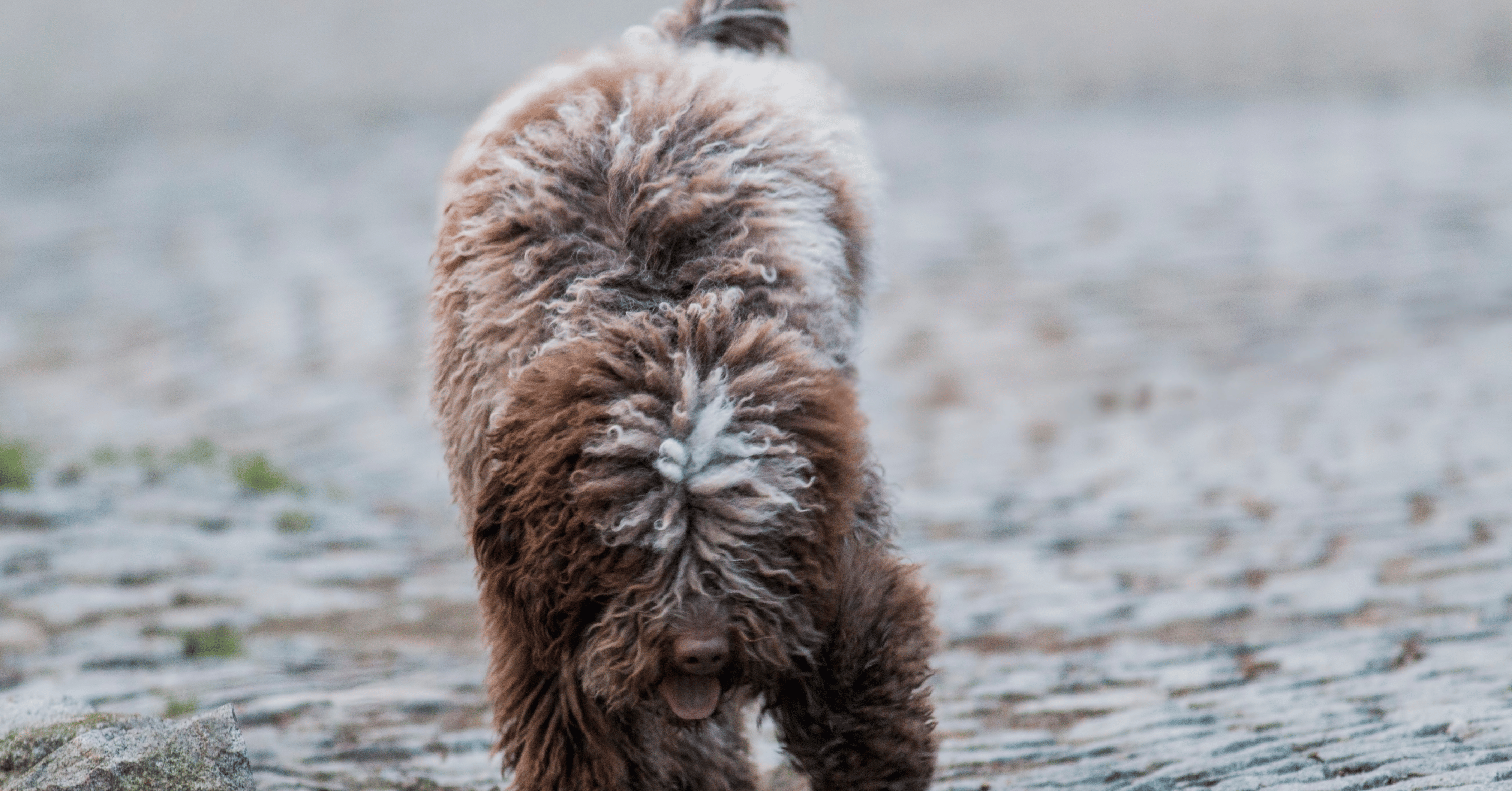 Komondor Dog