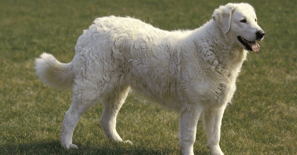 Kuvasz dog