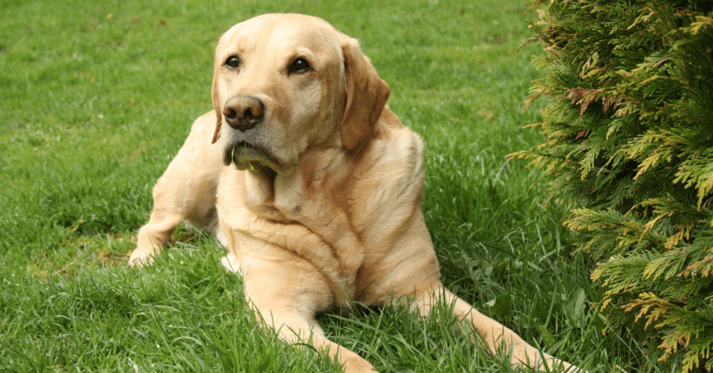 Labrador Retriever
