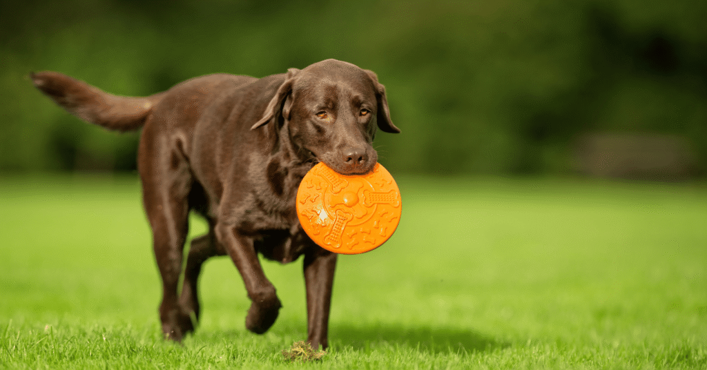 Labrador Retriever , Most Friendly Dog Breeds