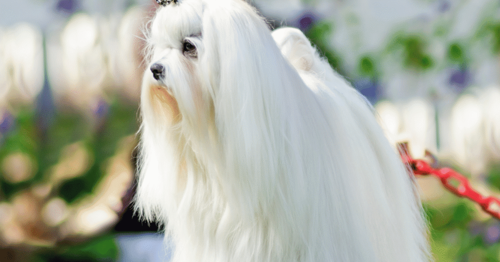 Maltese