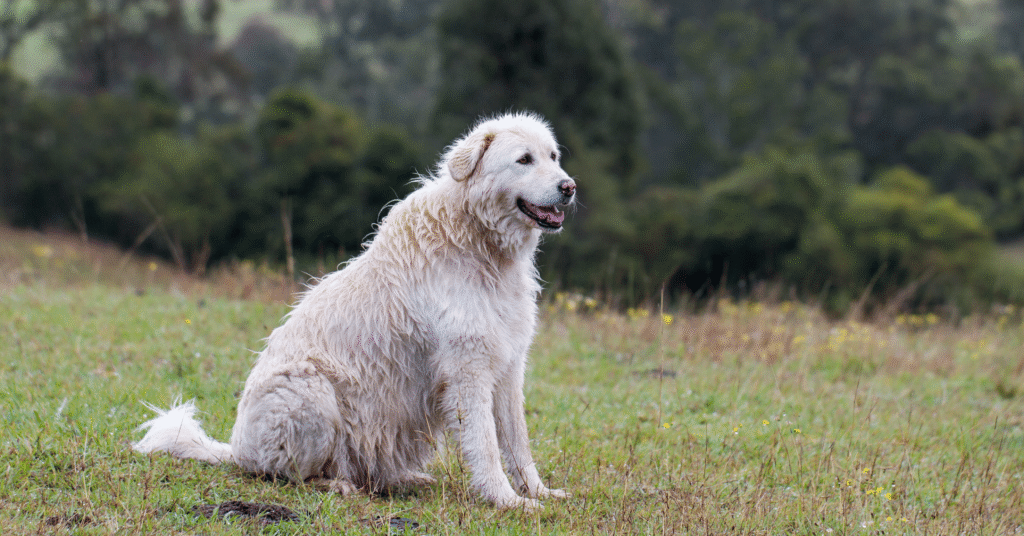 Maremma Sheepdog
