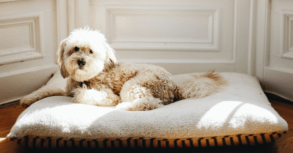 Poodle, Most Friendly Dog Breeds