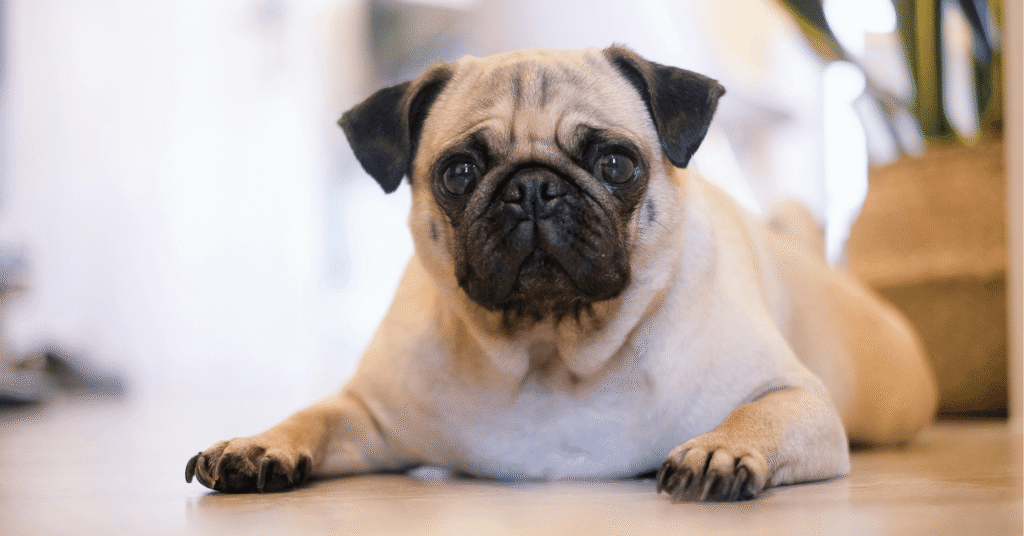 Pug