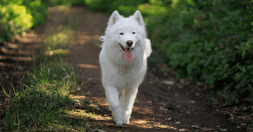 Samoyed, Most Friendly Dog Breeds