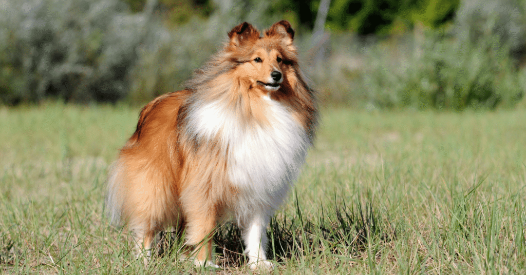 Shetland Sheepdog