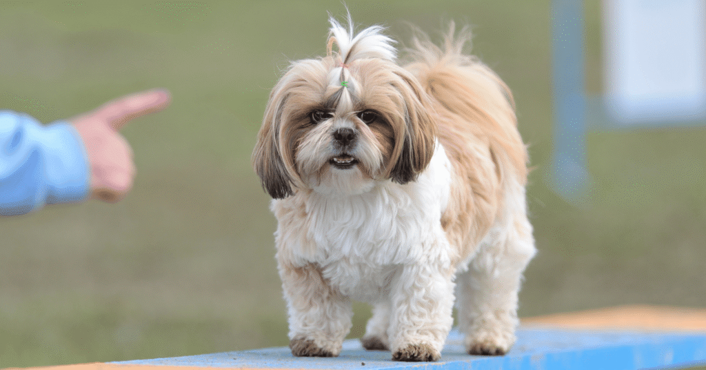 Shih Tzu, Most Friendly Dog Breeds
