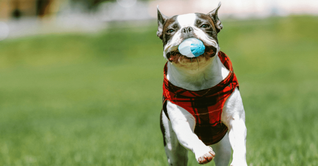 Staffordshire Bull Terrier, Most Friendly Dog Breeds