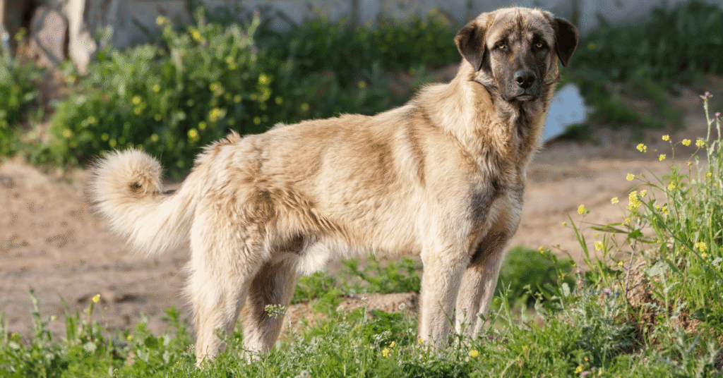 anatolian shepherd dog