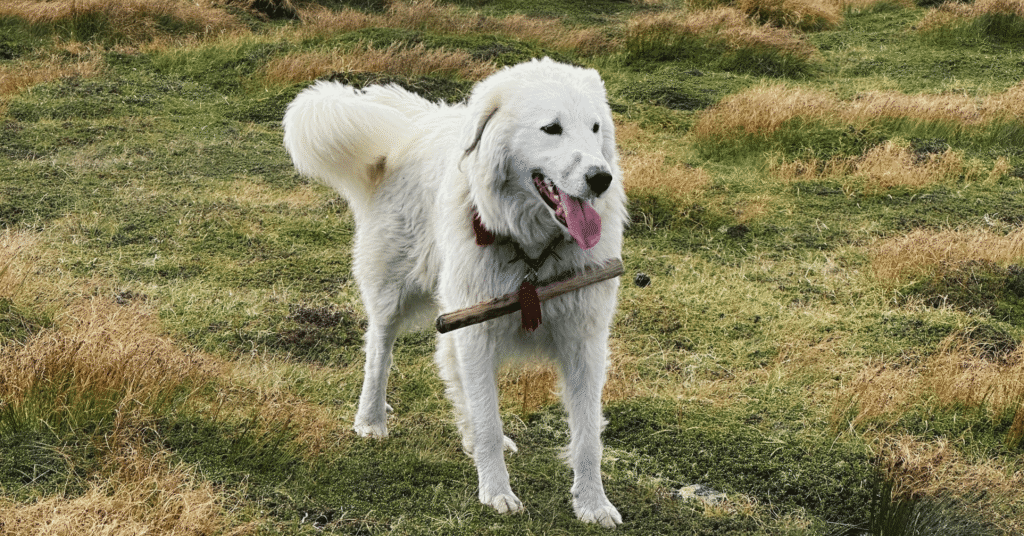 great pyrenees dog