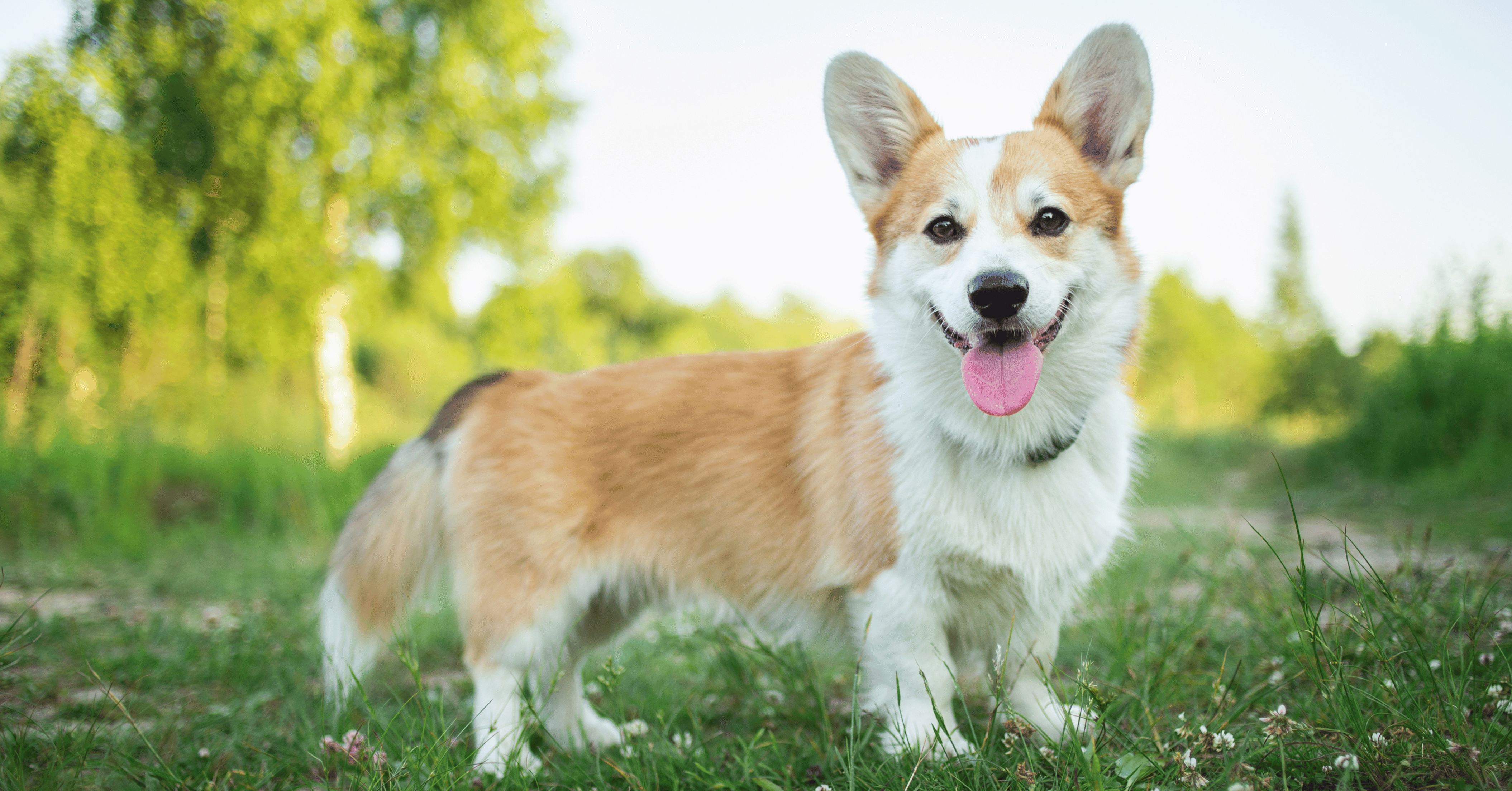 pembroke welsh corgi dog