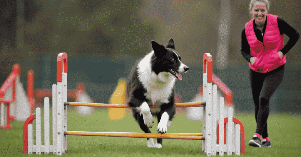 A Border Collie performing an agility trick in a professional training environment with its owner.