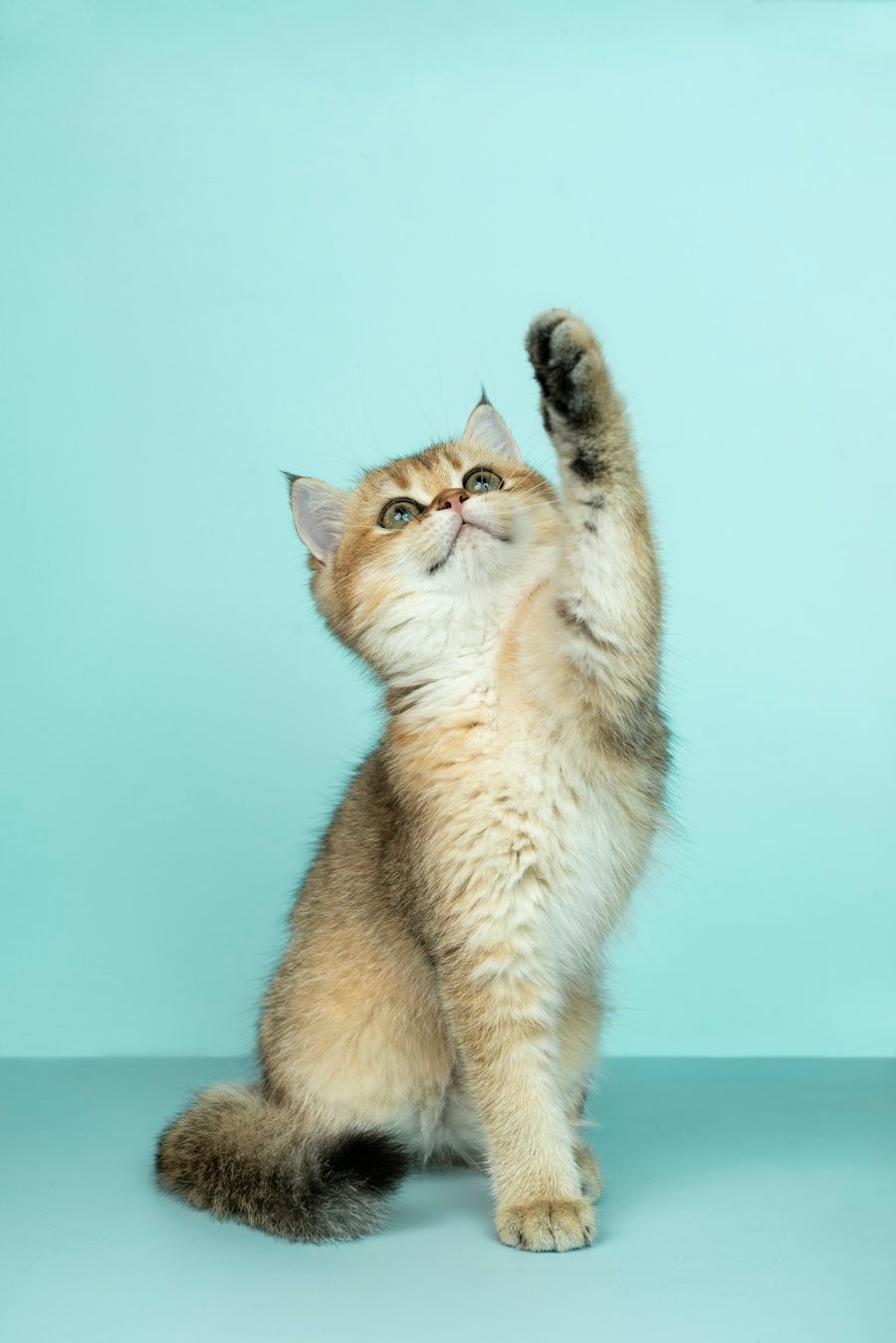 A ginger cat reaching up with one paw against a teal background
