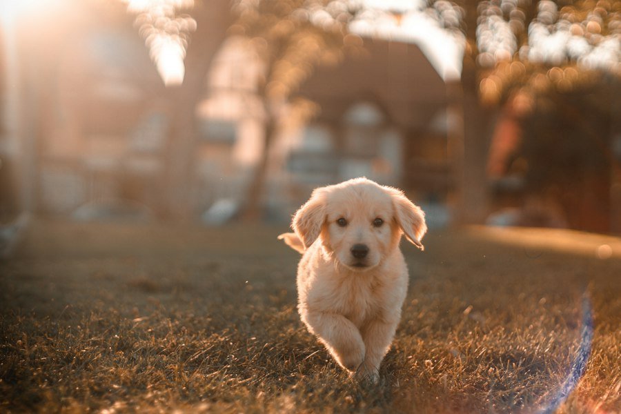 Dog with harness