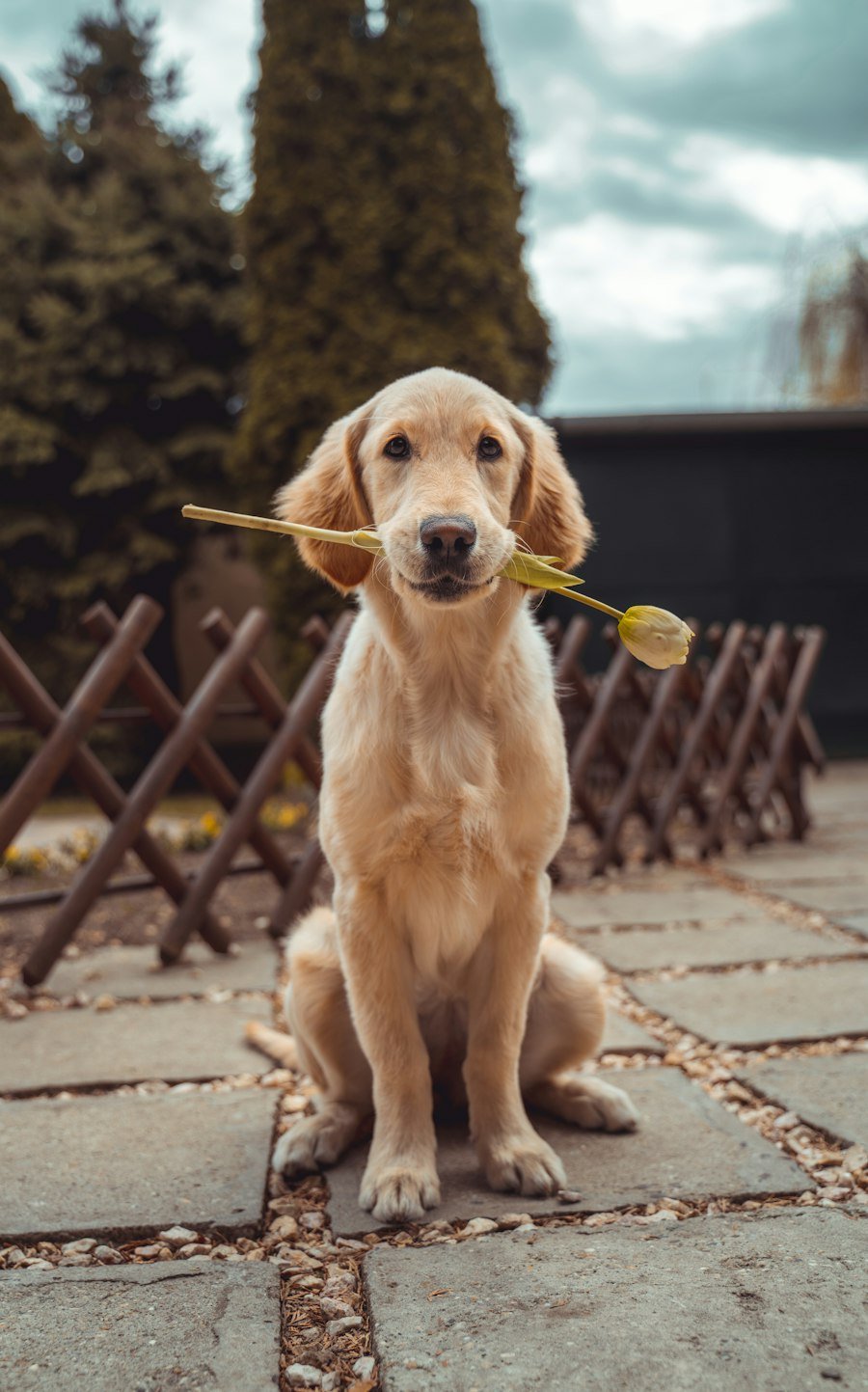 Dog resting in warm light