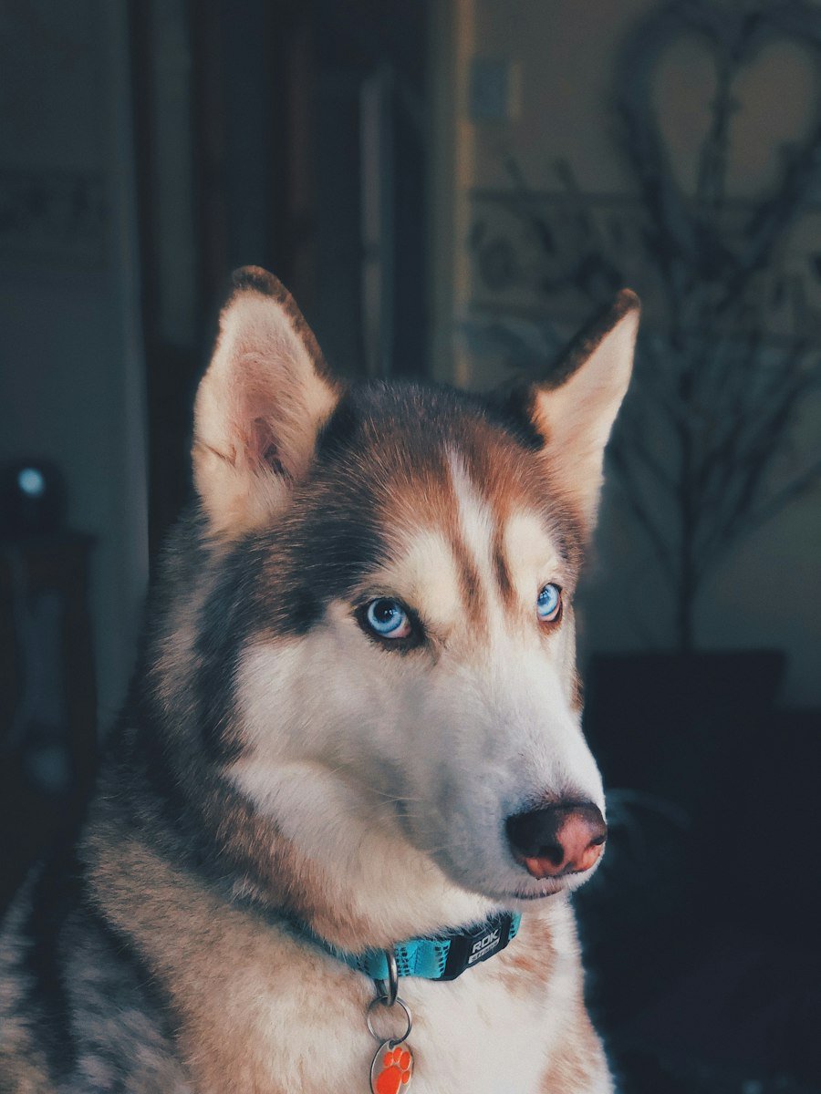Large dog