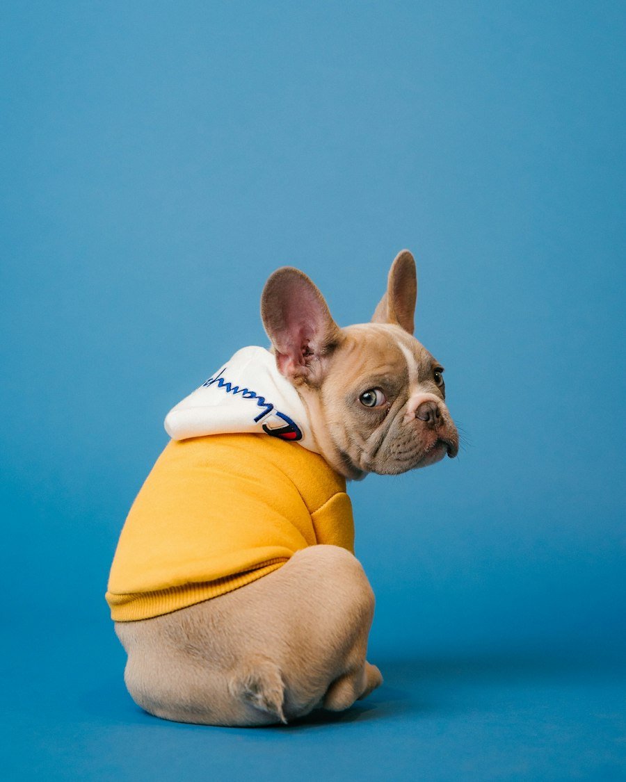 Dog looking toward camera