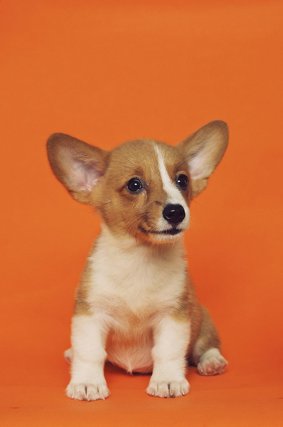 Medium dog