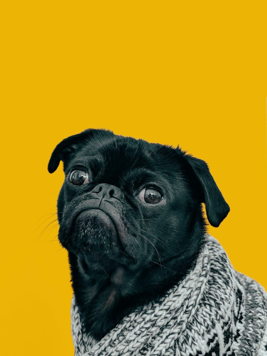 Small dog
