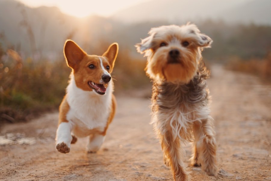 Dogs out on a walk with leashes