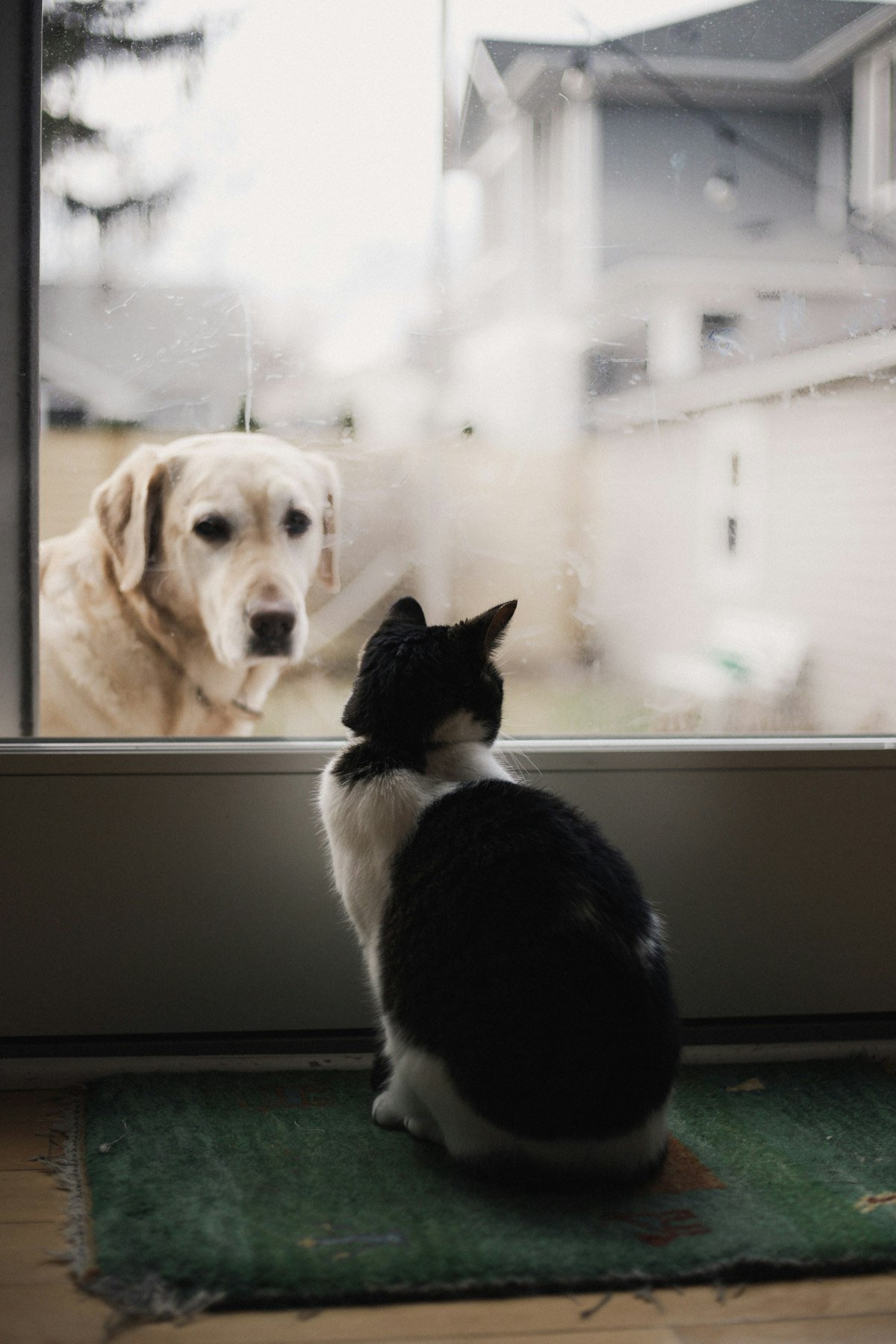 A black and white cat watching a yellow Labrador retriever by a window