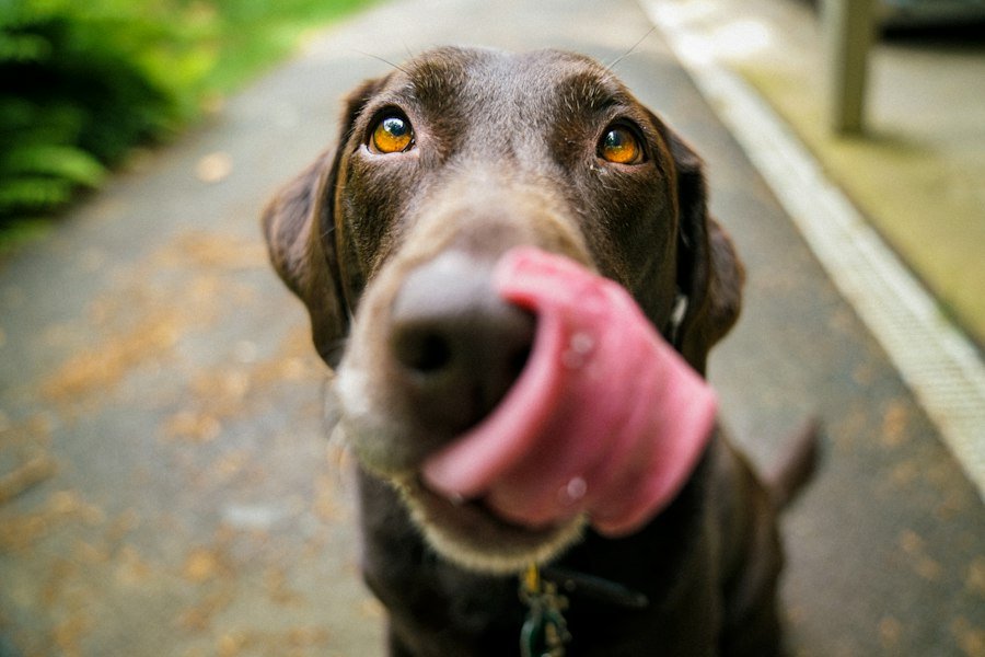 Active adult pet