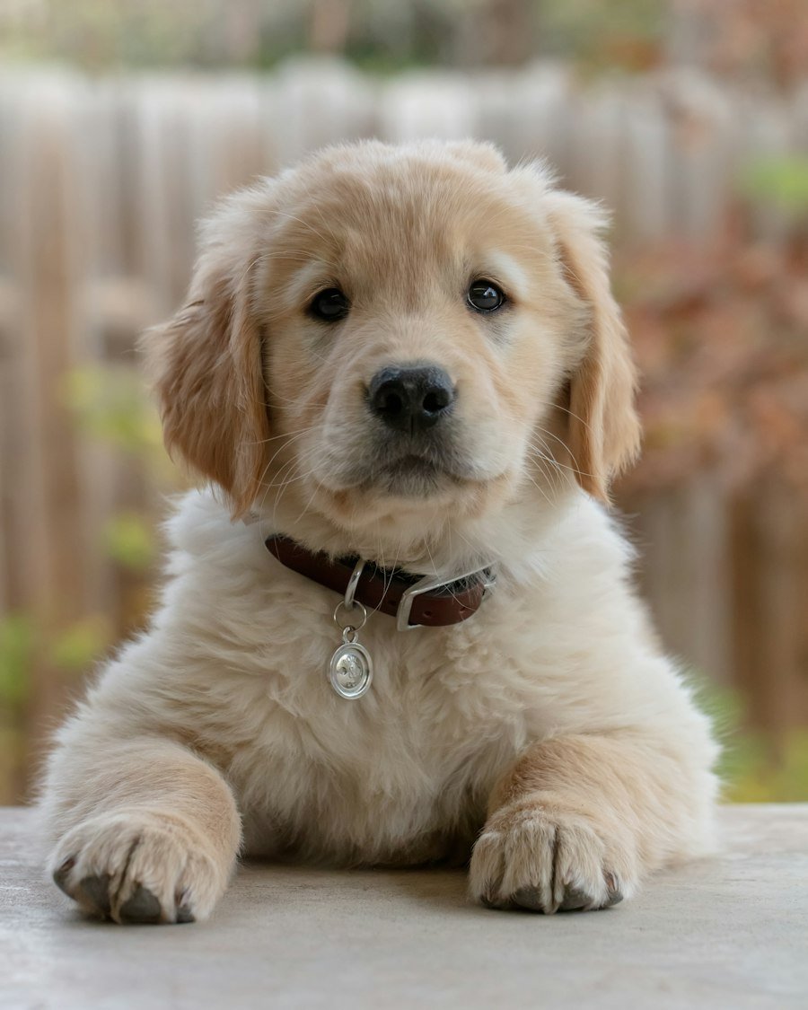 Puppy or kitten, early days