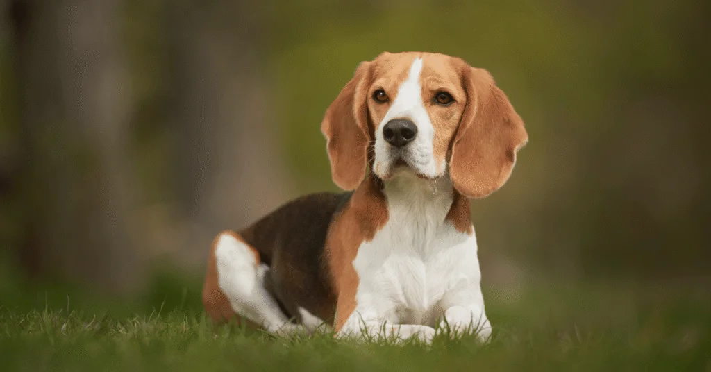 Beagle