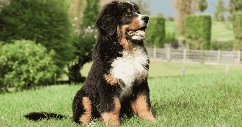 Bernese Mountain Dog, Most Friendly Dog Breeds