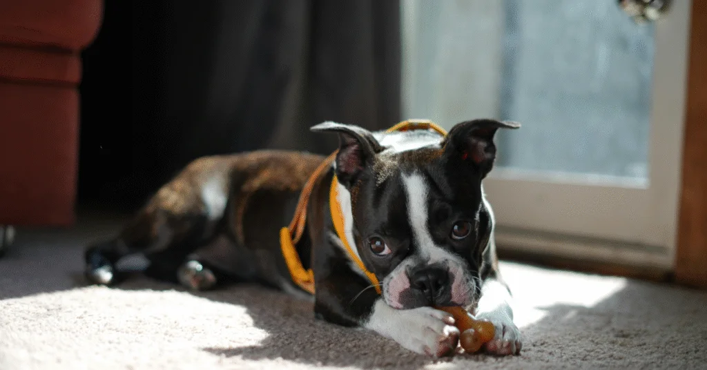 Boston Terrier