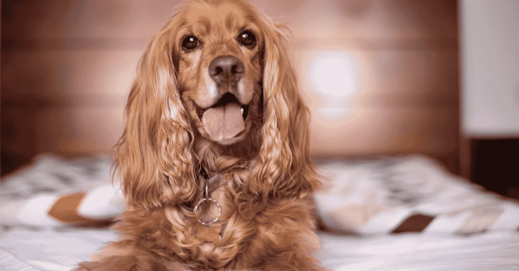 Cocker Spaniel, Most Friendly Dog Breeds