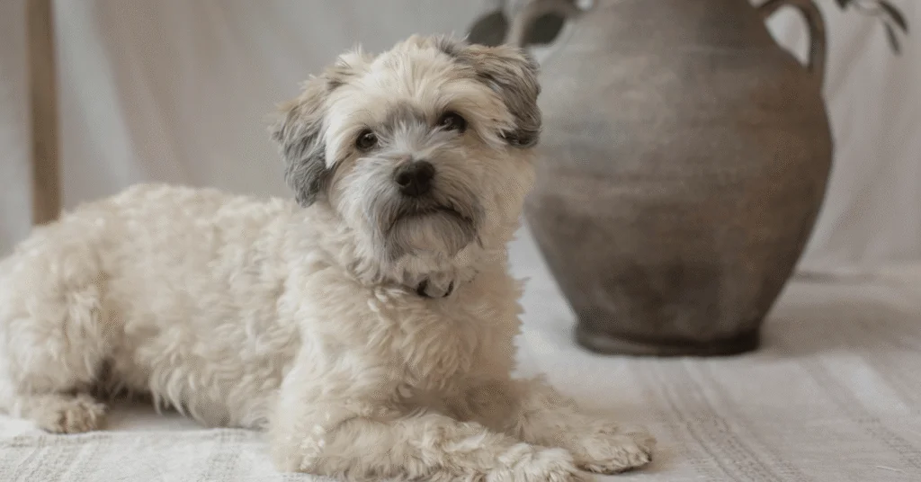Havanese, Most Friendly Dog Breeds