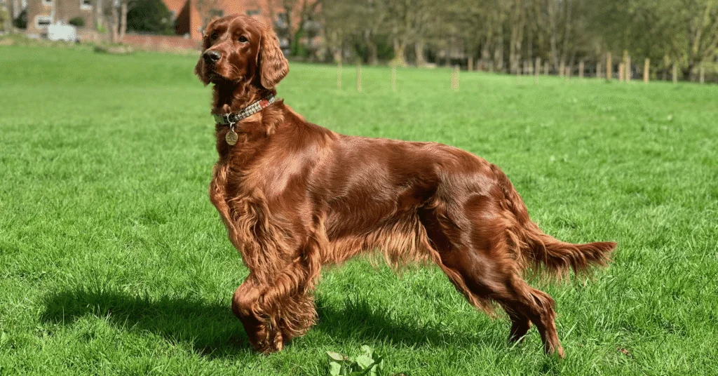 Irish Setter, Most Friendly Dog Breeds