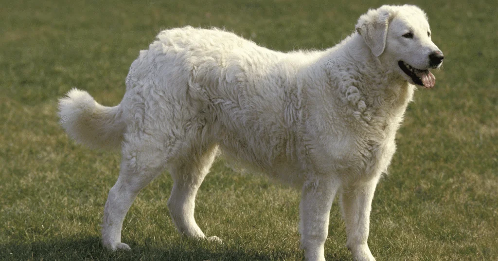 Kuvasz dog
