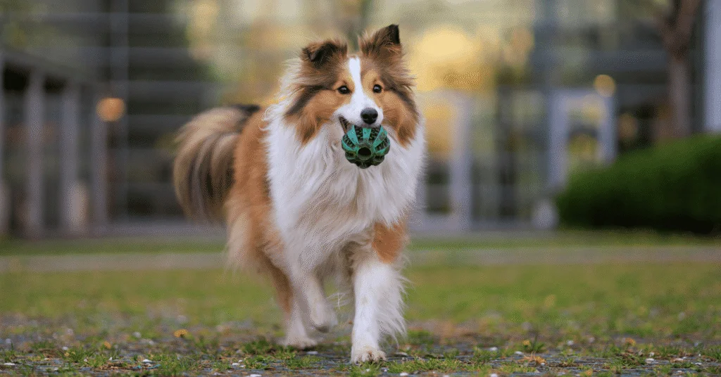 Shetland Sheepdog