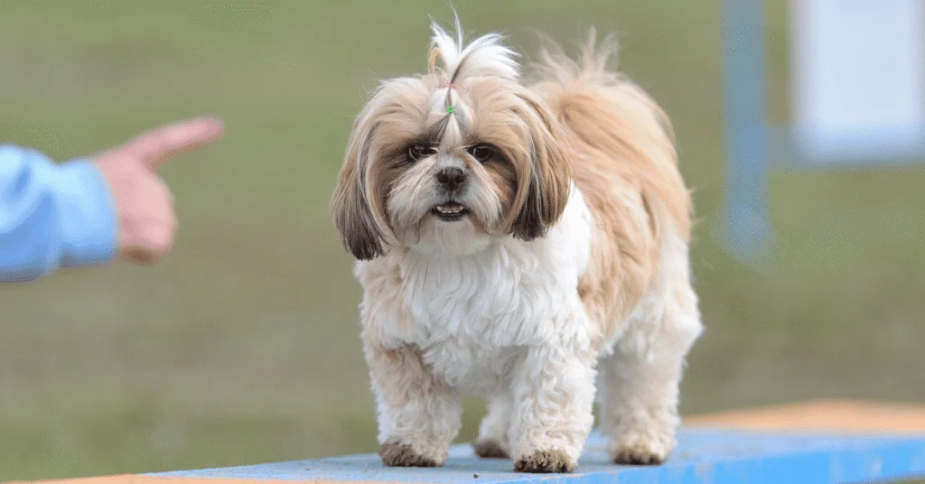 Shih Tzu, Most Friendly Dog Breeds
